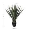 Mr. Plant agave