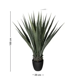 Mr. Plant agave