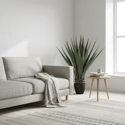 Mr. Plant agave