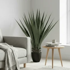 Mr. Plant agave
