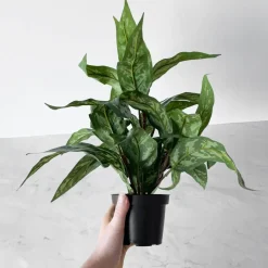 Mr. Plant Aglonema 35 cm