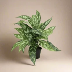 Mr. Plant Aglonema 35 cm