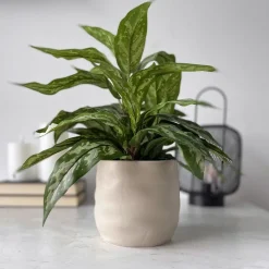 Mr. Plant Aglonema 35 cm