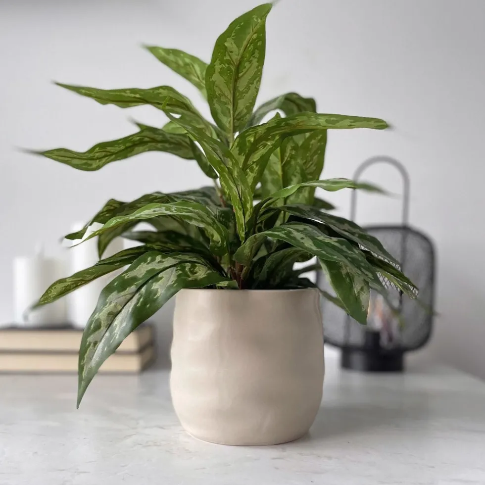 Mr. Plant Aglonema 35 cm
