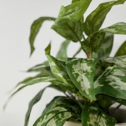 Mr. Plant Aglonema 35 cm