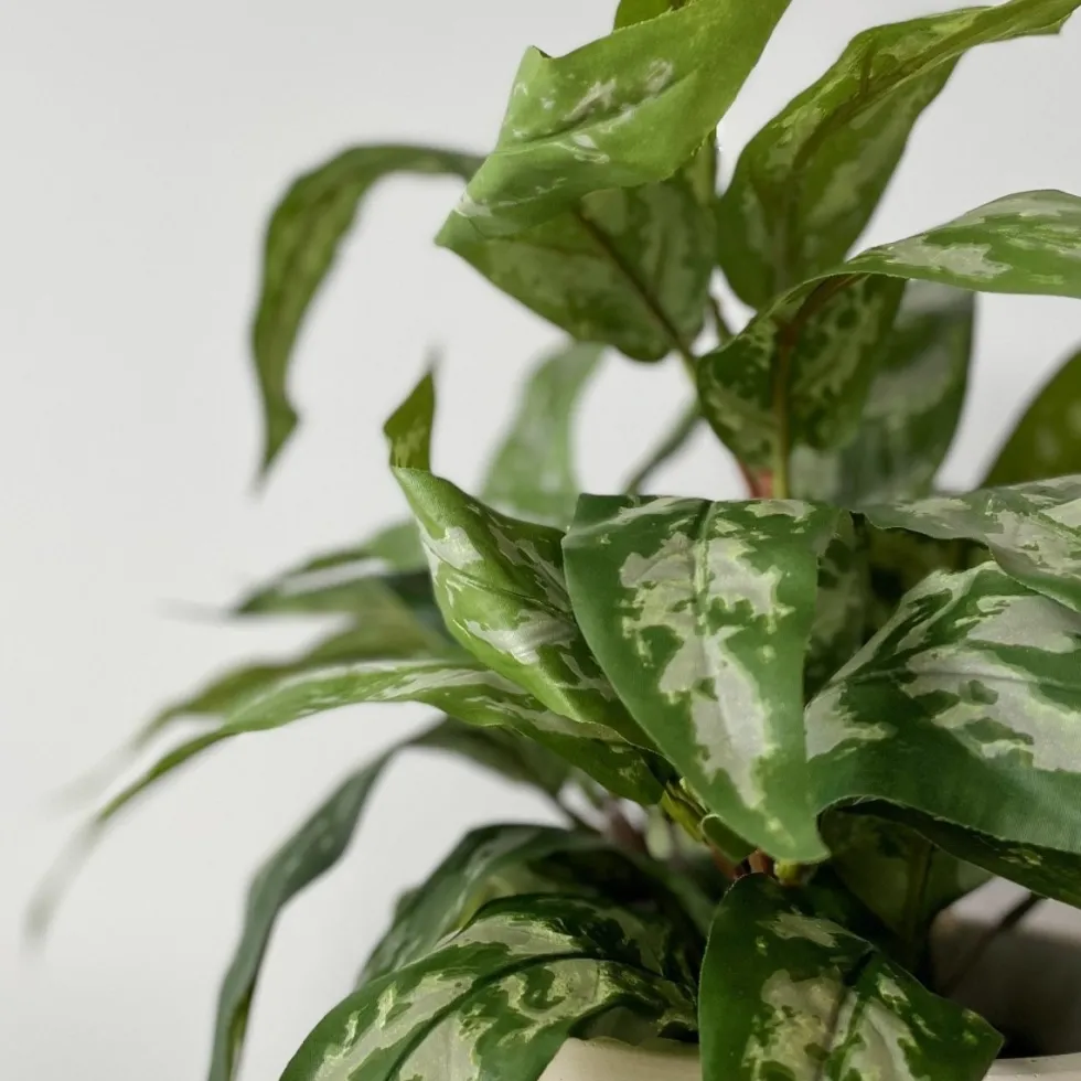 Mr. Plant Aglonema 35 cm