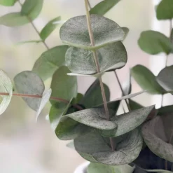 Mr. Plant Eucalyptus 60 cm
