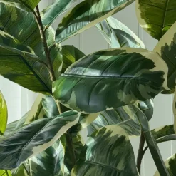 Mr. Plant Fikus Elastica 190 cm