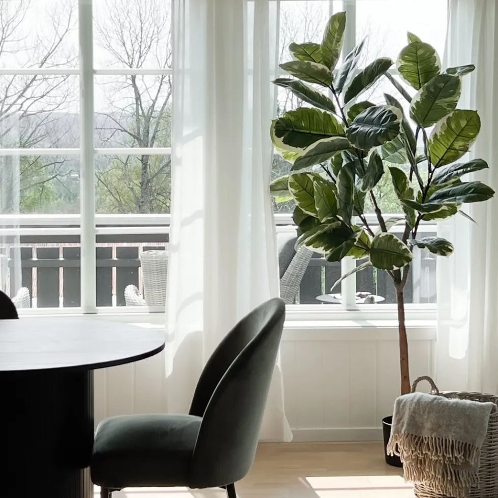 Mr. Plant Fikus Elastica 190 cm
