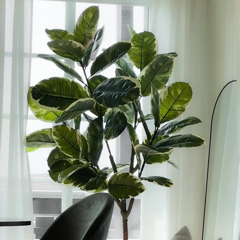 Mr. Plant Fikus Elastica 190 cm