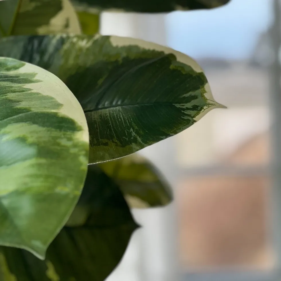 Mr. Plant Fikus Elastica 190 cm