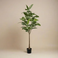 Mr. Plant Fikus Elastica 190 cm