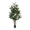 Mr. Plant Fikus Robusta 180 cm