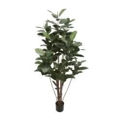 Mr. Plant Fikus Robusta 180 cm