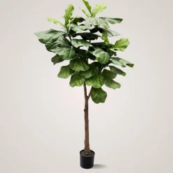 Mr. Plant Fiolfikus 30 cm