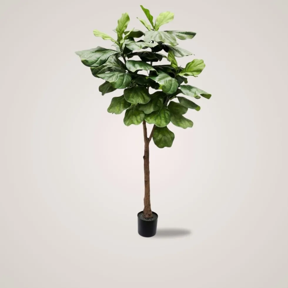 Mr. Plant Fiolfikus 30 cm