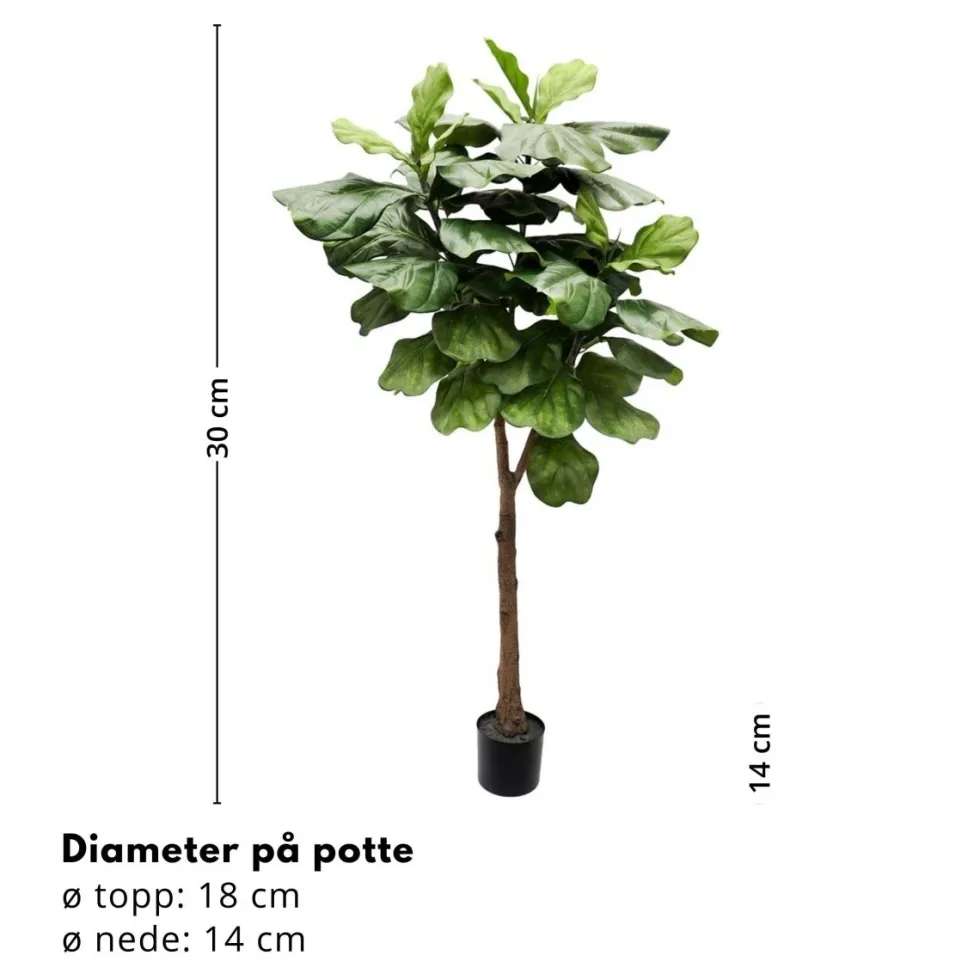 Mr. Plant Fiolfikus 30 cm
