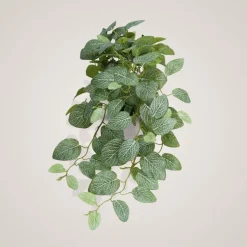 Mr. Plant Fittonia, 50 cm
