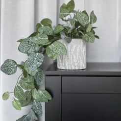 Mr. Plant Fittonia, 50 cm