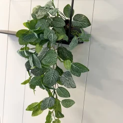 Mr. Plant Fittonia, 50 cm