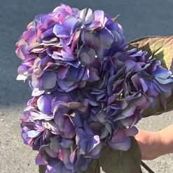 Mr. Plant Hortensia blå/lilla, 65 cm