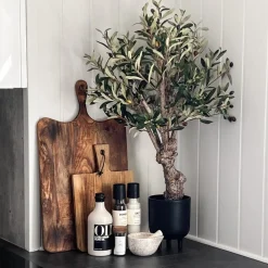 Mr. Plant Oliventre 80 cm
