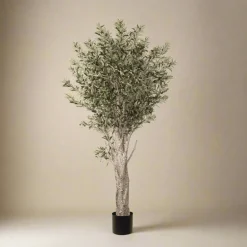 Mr. Plant Oliventre 190 cm