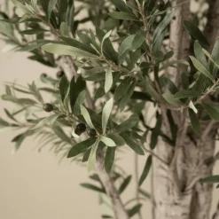 Mr. Plant Oliventre 190 cm